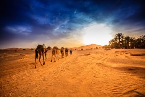 Desert Safari Trips