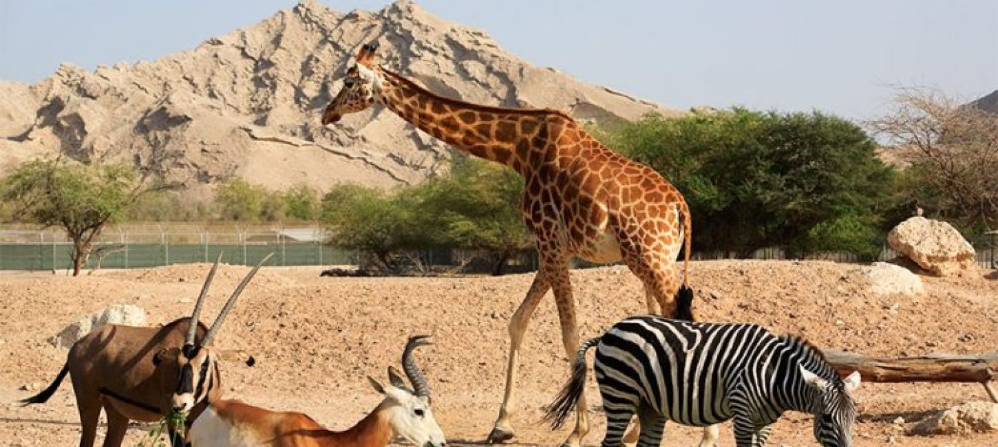 611e991c2a202the-best-attractions-in-the-uae-for-animal-lovers