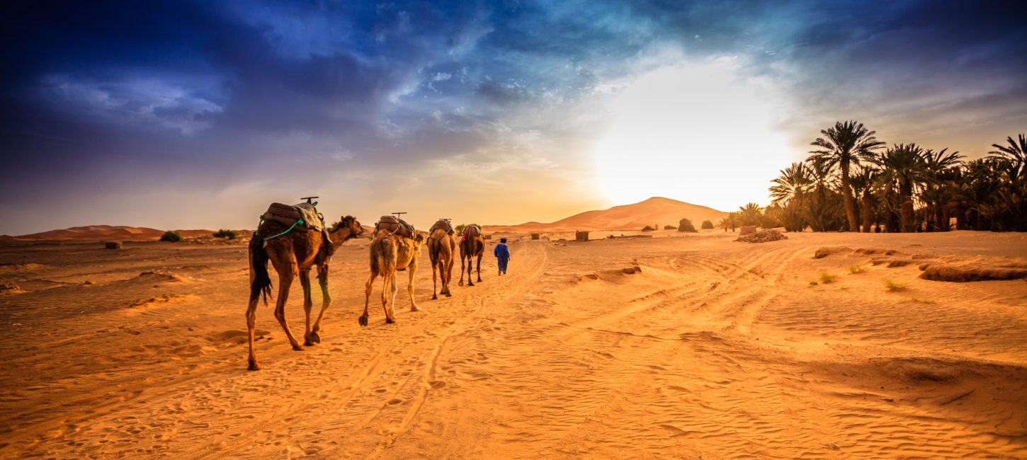Desert Safari Trips